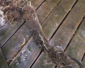 Does Hydro Jetting Works On Roots